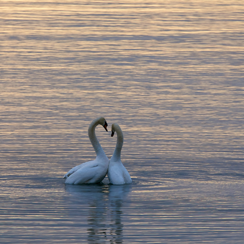 لینک ادرس صیغه خانه در تهران