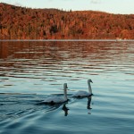 لیست شرایط صیغه